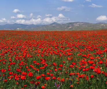 Флора Узбекистана